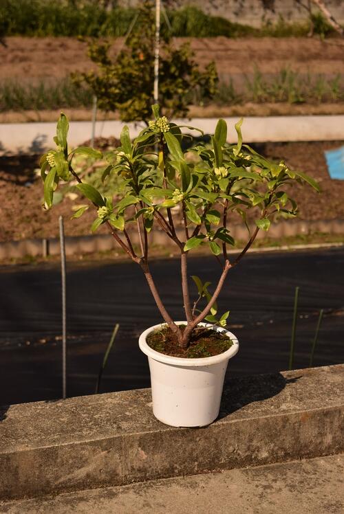 【2026年3月～4月開花」】ジンチョウゲ白花沈丁花苗花の香りがいいかおりがします...
