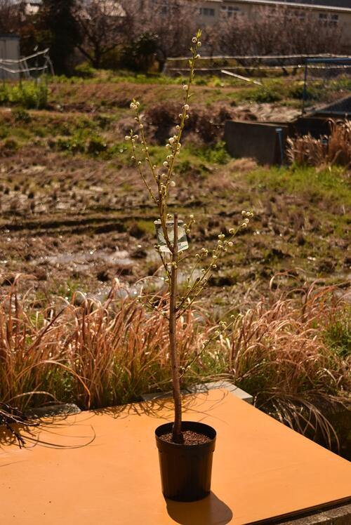 2024年3月開花苗ハナモモ庭木用 【桃】白花桃苗ひな祭りに飾る桃の花庭木用　桃花　関白花桃苗