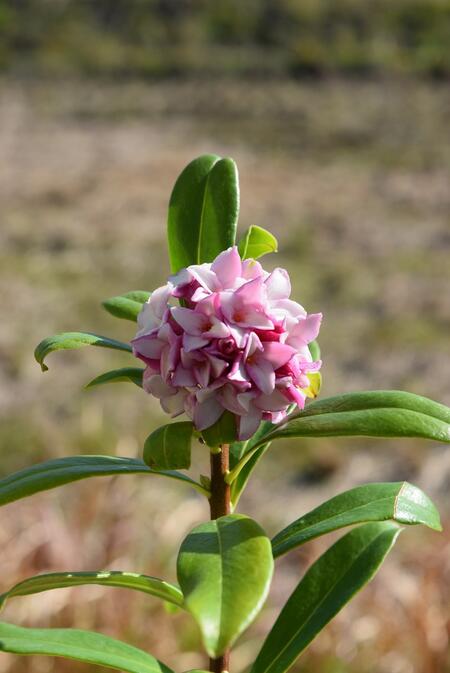 楽天市場 3月 4月に開花沈丁花紅花ジンチョウゲ花の香りがいいかおりがします 自然の香水 沈丁花 園芸百貨店何でも揃うこぼんさい