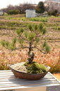 贈り物にどうぞ 五葉松盆栽 こちらの 現品となります