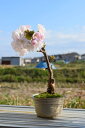 自宅でサクラのお花見を楽しむ事ができます2025年4月頃開花予定自宅でお花見を楽しもうさくら盆栽 桜盆栽 品種は南殿桜です