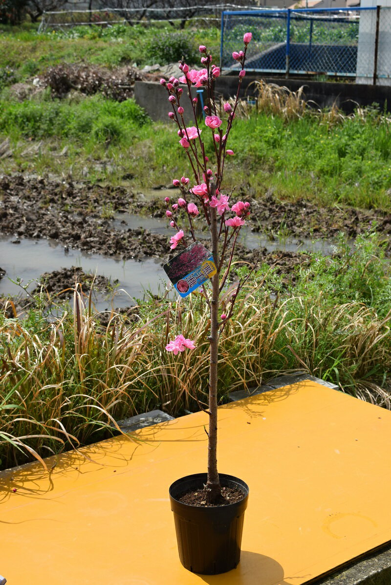 照手花桃苗2024年4月開花苗ハナ桃【照手桃(ハナモモ)】プラ鉢 シンボルツリー 記念樹 狭いスペース ほうき立ち性　ピンク色　落葉樹　ひな祭り