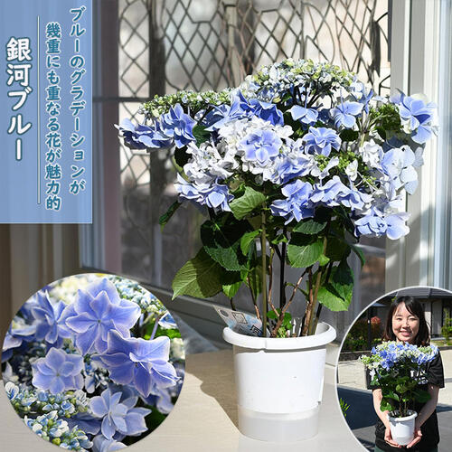 楽天市場】八重咲き 紫陽花の通販