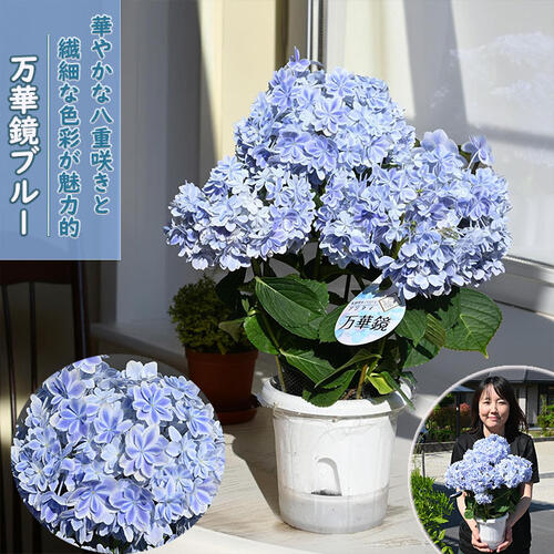今季開花終了剪定後のお届け　2026年ギフト鉢花【人気のある鉢花】選べる8種類 贈り物に 紫陽花 クレマチス カサブランカ ラベンダー 万華鏡 銀河 八重柏葉アジサイ アナベル ビエネッタ 白万重 カサブランカ ラベンダー