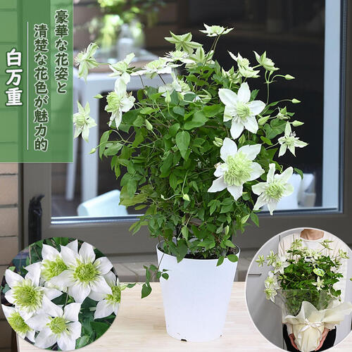 楽天市場】クレマチス 苗（種類（植物）クレマチス）（花・観葉植物