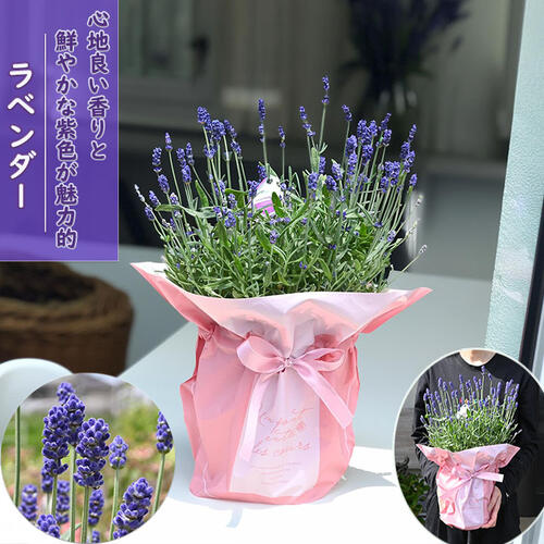 楽天市場】クレマチス 苗（カラーパープル）（花・観葉植物｜花