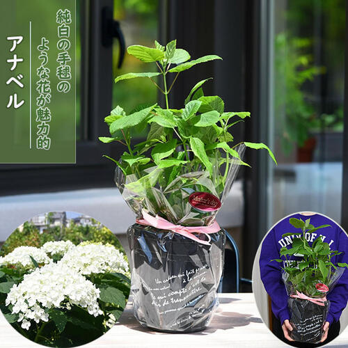 楽天市場】紫陽花 鉢植え（種類（植物）アジサイ）（花・観葉植物｜花