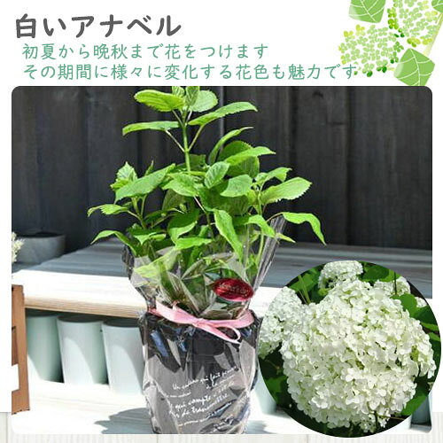 母の日のプレゼント アナベル紫陽花 お買い物マラソン期間中 楽天ポイント2倍 アジサイアナベル 2026年6月開花苗アナベルアジサイアジサイ中苗白い球状に咲く　アナベル咲始はグリーンから白に咲く　アナベル