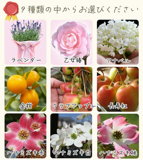 遅れてごめんね ＼まだ間に合います／2026年母の日選べる9種 お母さんに一番人気 母の日の贈り物に 鉢花 花木 選べる9種 アナベル苗 ラベンダー ハナミズキ苗 赤 白 ピンク 9種類フラワー ギフト 9つから選べます 香り 紫陽花アナベルラベンダー ラッピング 人気