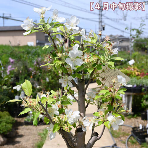 誕生日プレゼント 実付き プレゼントに りんご ポム・ド・ローズ 鉢植え プラ鉢入...