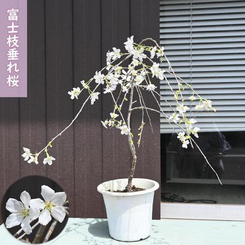 ※母の日のお届けは、開花調整しており、5月にサクラのお花見が楽しめます 春の象徴する花として、愛され続ける和の心を表す日本の花「桜」。 桜の開花に心躍らせたり、散りゆく花びらを惜しんだり、冬から春への移り変わりは春の訪れを告げる桜の美しさを一層盛り上げてくれます。 富士枝垂れ桜は、本州をはじめとした、富士山などの火山を中心とした山地に多く自生していることからしだれ”富士”桜と呼ばれています。 ソメイヨシノよりも1週間ほど早くに開花期を迎え、咲き始めは白い花ですがだんだんとピンク色に変化します。 鉢植え ・商品名富士枝垂れ桜 ・商品の説明 高さ　鉢底から40～50センチ前後 開花期　3月～4月 ・桜盆栽の育て方 日当たり良好な場所で管理しましょう。鉢土の表面が白く乾いたら、鉢底の穴から少し流れ出るくらいたっぷり与えます。 ・特徴バラ科サクラ属八重咲きの薄ピンク色の花が咲きます 初心者の方でも育てやすいのでオススメです ・梱包と発送方法贈り物としてもお届けができます クロネコヤマト便でのお届けです　 ・注意事項 現品ではありません。数量物の為、若干高さや枝ぶりが違います 植物は生き物ですので、お届けの時期によって樹姿等は、変わりますのでご了承ください。 信楽鉢は変わる場合がございます。 ※ 写真は『標準的な商品』、 サイズの表記は平均的なものを掲載しております