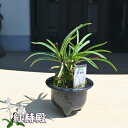 2025年NEW 現品 富貴蘭 紅赫殿 鉢植え 風蘭 プラ鉢入り