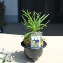 2025年NEW 現品 富貴蘭 黄花 鉢植え 風蘭 プラ鉢入り