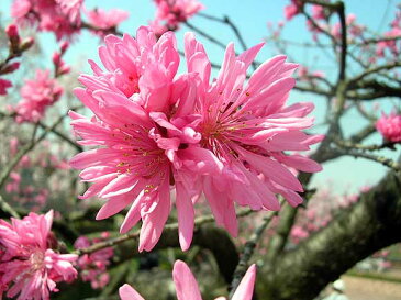 開花ハナモモ送料無料しだれ桃の木鉢植え 【信楽焼に入った桃の木】 【菊桃しだれ桃 】【桃】　　桃の花モモは邪気を払うとされ、子供の健やかな成長を願って飾ったことが桃の節句の由来となっています。