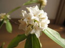【2024年3月～4月　開花】ギフト　ジンチョウゲ鉢植え白沈丁花花の香りがいいかおりがします。　開花は毎年三月　自然の香水　沈丁花