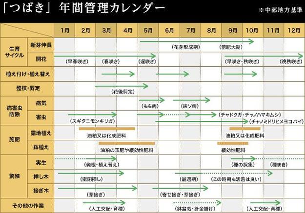 紅乙女椿苗木紅乙女ツバキ苗 ツバキ苗 【花苗植木】 【ツバキ苗】椿 紅乙女　コウオトメ椿 3