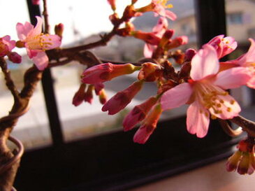 2021年4月頃開花盆栽桜の方舟桜盆栽豪華桜5種桜寄せ植え桜盆栽 【送料無料】【御殿場桜・南殿桜・旭山桜 楊貴妃桜 陽光桜 5種類の桜】 桜盆栽となります。海外でも BONSAI ボンサイと言います。