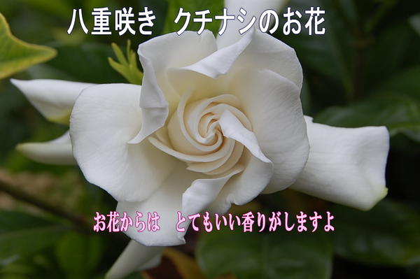 お誕生日プレゼント 2024年5月贈り物にプレゼントにセレブに香りをプレゼントに　香りのする八重咲き　クチナシ鉢植ギフト ガーデニ 八重咲きクチナシのサムネイル