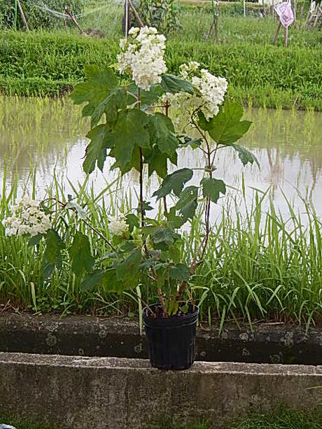 アジサイ白紫陽花の大苗八重柏葉アジサイ八重カシワバアジサイスノーフレーク開花終了剪定した状態でのお届けとなります