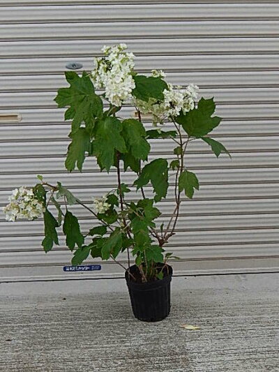 楽天市場 アジサイ白紫陽花の大苗八重柏葉アジサイ八重カシワバアジサイスノーフレーク 開花終了剪定した状態でのお届けとなります 園芸百貨店何でも揃うこぼんさい 楽天市場 アジサイ白紫陽花の大苗八重柏葉アジサイ八重カシワバアジサイスノーフレーク 開花終了剪定した状態でのお届けとなります 園芸百貨店何でも揃うこぼんさい