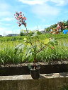 【紫陽花の中苗】一重柏葉アジサイ 2025年開花予定の状態でお届けとなります スノークィーン