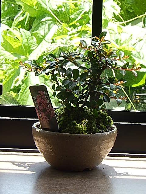 楽天市場 かわいい百日紅鉢植えサルスベリ ピンク 信楽鉢植え 開花は7月 8月頃 ミニ盆栽 さるすべり鉢植え 園芸百貨店何でも揃うこぼんさい