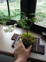 【山野草】 白花イワフジ 04