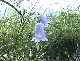 【山野草】　岩沙参　のサムネイル