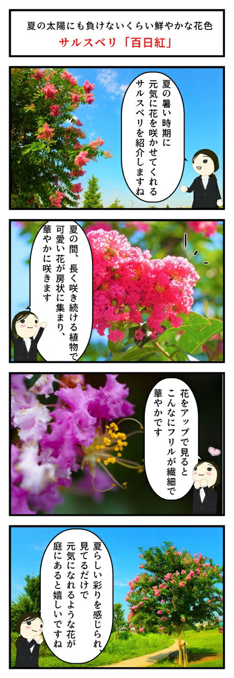 楽天市場 サルスベリぺチートサンシャイン百日紅サルスベリ苗百日紅苗木プラム 真夏に咲く花サルスベリ 園芸百貨店何でも揃うこぼんさい