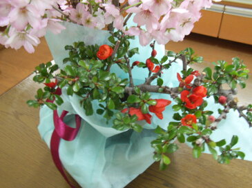 4月頃開花桜盆栽盆栽:お祝いの贈り物に 【御殿場桜】と【長寿梅】の【寄せ植え桜盆栽となります。【送料無料】【誕生日】お祝い桜盆栽【ミニ盆栽】