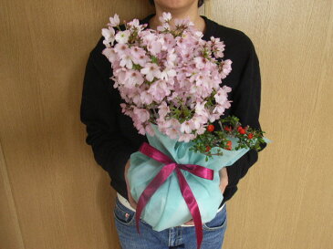 2021年4月頃開花桜盆栽ギフト盆栽寄せ植え桜盆栽ギフト