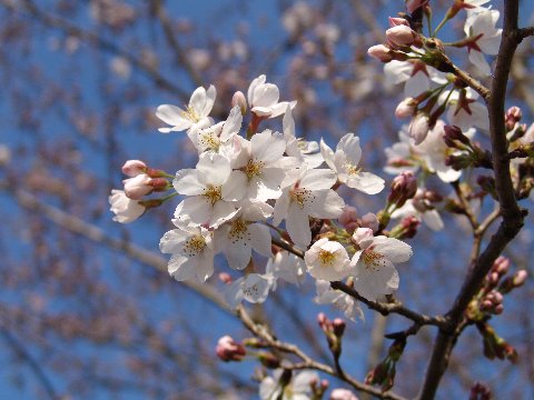 自宅で桜のお花見染井吉野 2024年4月開花予定の染井吉野桜