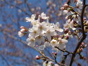 2024年鉢植え自宅でお花見を楽しむさくら【ソメイヨシノ桜】【鉢植】 【桜】　日本の名花　染井吉野 鉢植えでは珍しい染井吉野桜です。