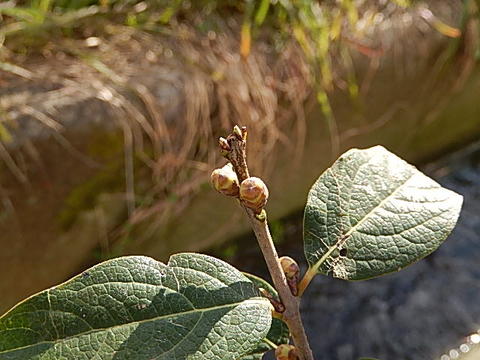 盆栽2024年 今季の花芽無 満月ロウバイ鉢植え満月蝋梅ロウバイ蝋梅のお花からとてもいい香りします 満月ロウバイ鉢植え