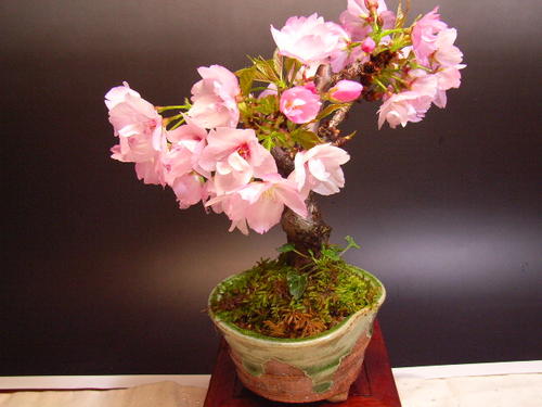 桜で笑顔の花咲く桜自宅でお花見を楽しむ桜盆栽2...の紹介画像2