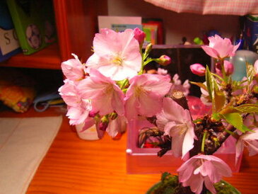 旭山 二本桜 【送料無料】