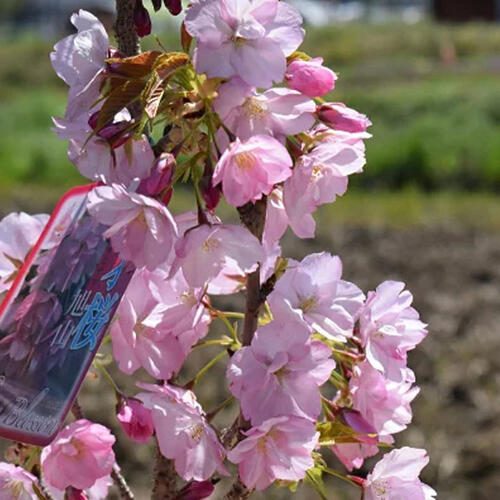 2024年4月開花見込み苗 さくら苗 旭山桜苗サクラ苗普通の桜よりあまり大きくならない桜の苗【旭山桜】 旭山桜 苗木【さくら庭木】鉢植えでも育てる事ができます