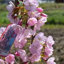 2024年4月開花見込み苗 さくら苗 旭山桜苗サクラ苗普通の桜よりあまり大きくならない桜の苗【旭山桜】 旭山桜　苗木【さくら庭木】鉢植えでも育てる事ができます