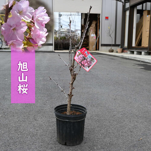 母の日プレゼントに鉢植えでも地植えでも育てる事がてきます2024年4月開花苗 　旭山桜苗　サクラ苗普通の桜よりあまり大きくならない桜の苗 旭山桜　苗木鉢植えでも育てる事ができます