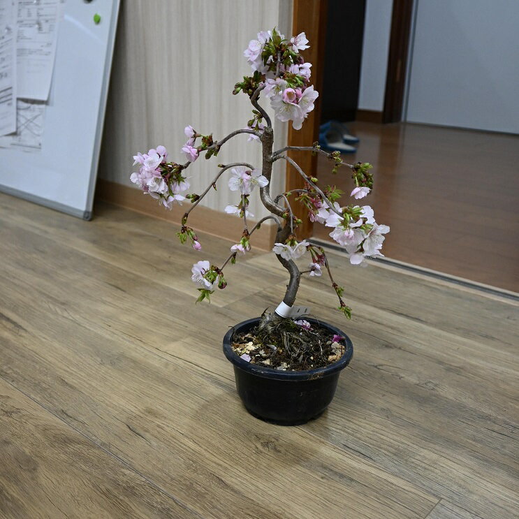 樂天商城 - 自宅で楽しむミニお花見2026年4月にさくらのお花見桜盆栽【盆栽桜】お花見さくらミニサクラ盆栽【ミニ桜 盆栽】八重咲サクラ盆栽