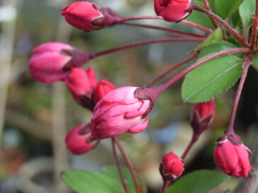 2018年開花予定盆栽：スイシ海棠桜【桜盆栽】