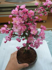 https://thumbnail.image.rakuten.co.jp/@0_mall/minibonsai/cabinet/00649155/img55489857.jpg