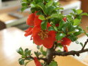 盆栽【長寿梅】【長寿梅盆栽】 プレゼントに最適　　かわいいミニ盆栽　丈夫で初心者でも育てやすい品種です