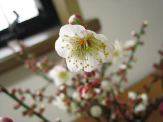梅盆栽 【盆栽】信楽焼き入り紅白梅盆栽 3