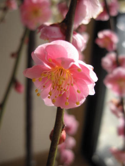 2024年3月頃開花のしだれ梅ピンクの八重咲の梅が楽しめます。ウメのお花と香りが楽しめます。 　ピンクの八重咲きの 可愛いお花が楽しめます　枝垂れ梅苗木