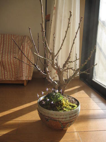 梅盆栽2026年3月頃開花予定梅の開花 紅白梅盆栽と山野草の寄せ植え 【盆栽】信楽焼き入り紅白梅盆栽