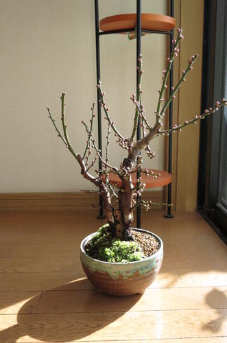 お祝い梅盆栽2026年2月頃開花予定紅白梅の開花おススメです。紅白梅紅白梅一本の樹から紅と白の梅の花