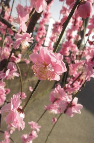 しだれ梅八重枝垂れ梅当店おススメ しだれ梅 特...の紹介画像3