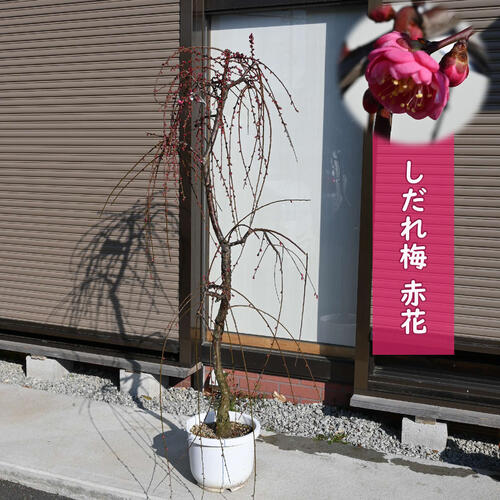 2026年2月開花 しだれ梅苗 赤花 花芽付き 大きい苗 八重咲き 枝垂れ梅
