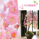 八重咲しだれ梅鉢花